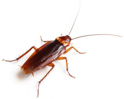Get Effective Cockroach Control!